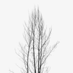 老去的树秋风萧瑟里的树高清图片