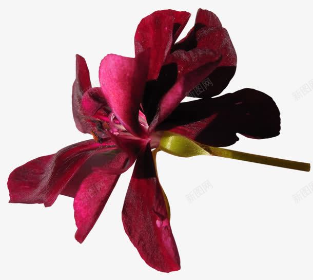 红色紫荆花png免抠素材_新图网 https://ixintu.com 植物 红色 花瓣 鲜花