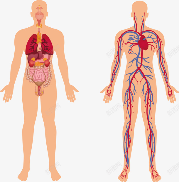 人体血管解剖矢量图eps免抠素材_新图网 https://ixintu.com 医疗 医疗模型 模型 模型PNG 矢量模型 解剖 矢量图