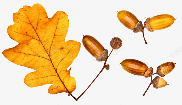 金黄色带叶子的橡树的果实psd免抠素材_新图网 https://ixintu.com 果实 橡实 橡树 橡树叶子 橡树果 金黄色橡碗子