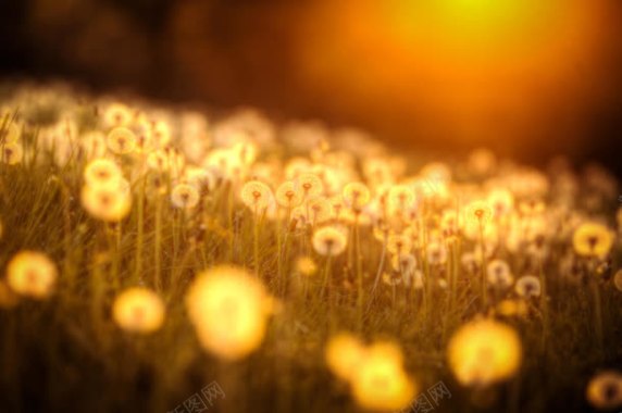 日光蒲公英花朵照片背景