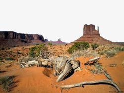 戈壁沙漠枯树高清图片