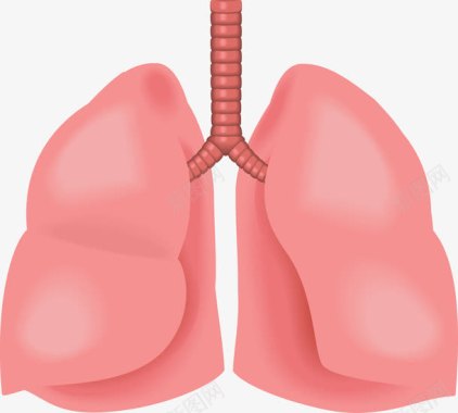 心肺器官图标图标