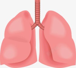 心肺器官图片心肺器官图标高清图片