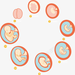 矢量胎儿成长胎儿成长过程矢量图高清图片