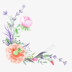 蜀葵花朵彩绘素材