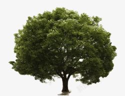 一颗大树一颗枝繁叶茂的绿色大树大图高清图片