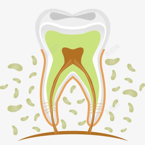 牙齿立体解剖图png免抠素材_新图网 https://ixintu.com 牙医医生 牙痛 牙齿治疗 牙齿疼痛 牙齿病菌 牙齿立体解剖图 牙龈健康刷牙防蛀牙 牙龈出血卡通图