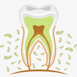 牙齿解剖牙齿立体解剖图高清图片