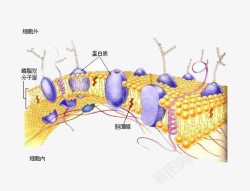 生物表层分解图素材