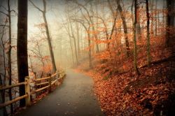 秋日森林秋日落叶小路树林高清图片