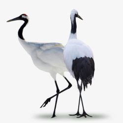 白鹤图鹤动物高清图片