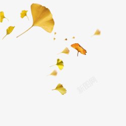 秋季金黄树叶3秋天银杏叶高清图片