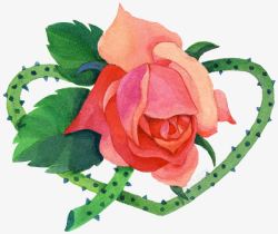 荆棘花手绘带刺玫瑰高清图片