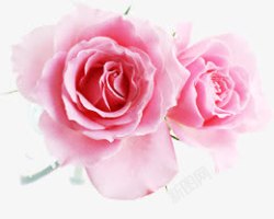 盛开粉色玫瑰花素材