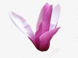 紫玉兰花素材