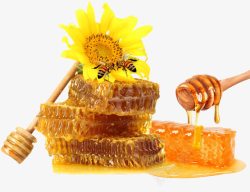 蘸蜂蜜的木棒金色蜂蜜蜂巢高清图片