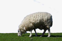 绿色草地上的绵羊素材