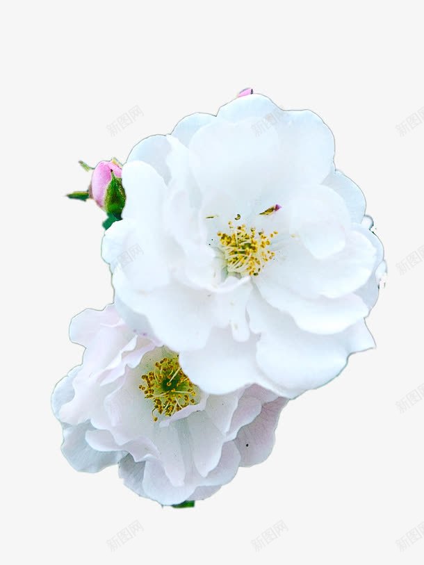 白色蔷薇花png免抠素材_新图网 https://ixintu.com 植物 白色 花朵
