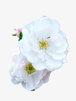 白色蔷薇花素材