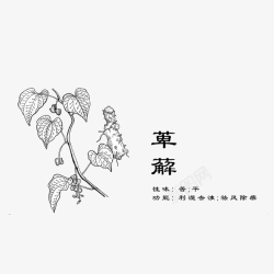 中药材萆薢素材