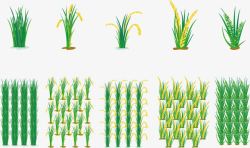 育苗粮食种植高清图片