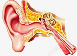 人体五官耳朵结构高清图片