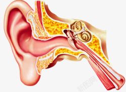 耳朵人耳朵结构高清图片