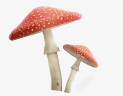 红色白点蘑菇实物素材