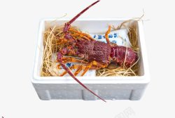 澳洲富贵大龙虾龙虾打包高清图片