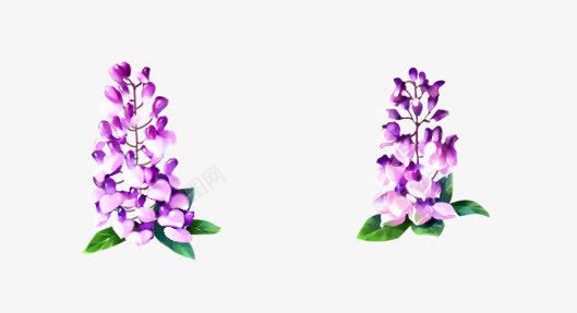 两株紫藤花png免抠素材_新图网 https://ixintu.com 梦幻 植物 紫色 花朵 花束