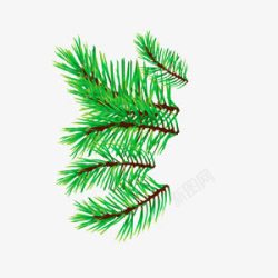 绿色圣诞节松枝树梢素材