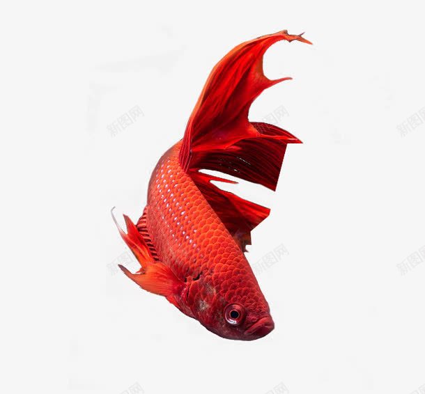 红色大尾金鱼png免抠素材_新图网 https://ixintu.com 灵活 红色水族动物PNG图片 观赏 金鱼