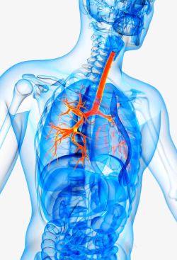 静脉血管人体胸腔结构高清图片