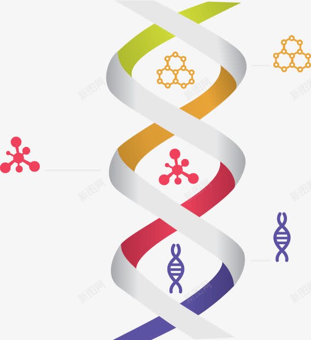 双螺旋DNA分子结构png免抠素材_新图网 https://ixintu.com DNA 分子结构 分类 双螺旋 折纸 步骤 生物科技 矢量素材