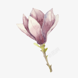 杰克罗素梗紫色带香味油墨斑驳的玉兰花瓣手高清图片