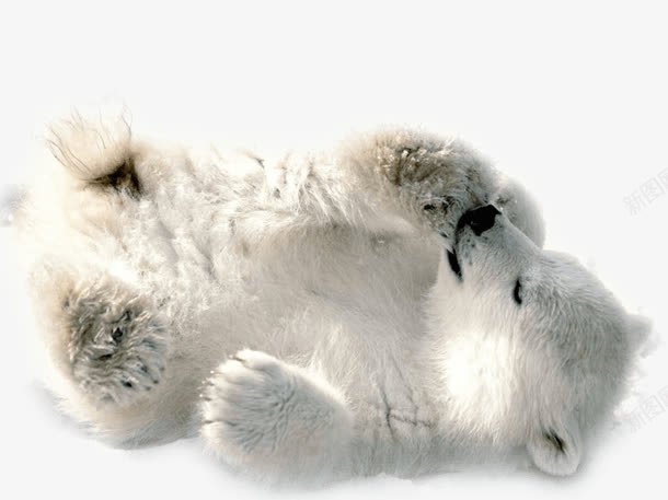 熟睡的小北极熊png免抠素材_新图网 https://ixintu.com 北极动物 北极熊 可爱风格 熟睡的 白色