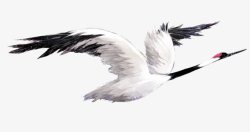 白色展翅飞翔白鹤素材