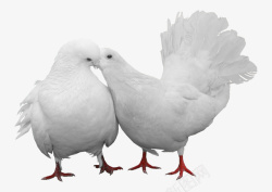 创意信鸽手绘白色的鸽子图高清图片