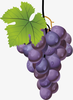 一串紫葡萄葡萄高清图片