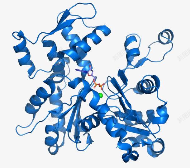 肌动蛋白png免抠素材_新图网 https://ixintu.com 氨基酸 生物 结构 蛋白质 蛋白质结构
