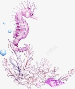 珊瑚贝壳紫色海马高清图片