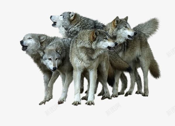 狼的png免抠素材_新图网 https://ixintu.com 头狼 狼 真实狼的图片 群狼图片 霸气的狼