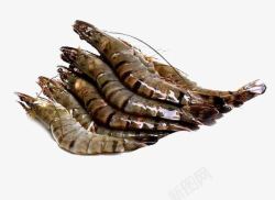 手中的黑虎虾褐色五只黑虎虾高清图片
