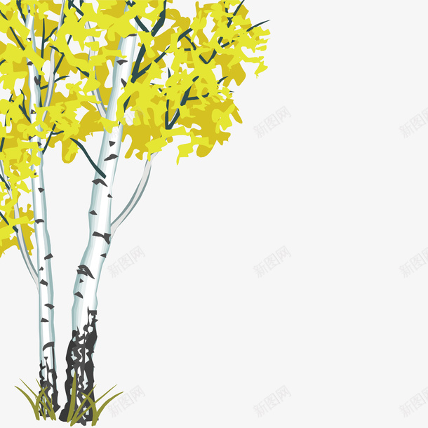 茂盛的白桦树png免抠素材_新图网 https://ixintu.com 树木 白桦树 茂盛