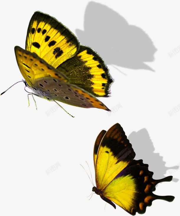 在花园翩翩起舞的黄色蝴蝶png免抠素材_新图网 https://ixintu.com 翩翩起舞 花园 蝴蝶 黄色