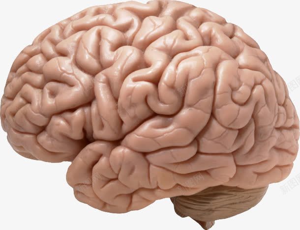 人类大脑png免抠素材_新图网 https://ixintu.com 人类 人类大脑 人脑图 大脑 广告 脑浆