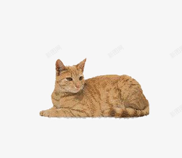 可爱的猫咪png免抠素材_新图网 https://ixintu.com 动物 可爱 宠物 家畜 小猫咪 猫咪 生物 黄色
