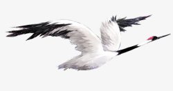 向上飞的天鹅向上飞的丹顶鹤动物高清图片