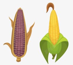 玉米串左侧紫色玉米右侧黄色绿皮玉米高清图片